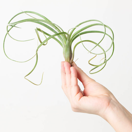 Tillandsia Curly Slim Plants GrowTropicals