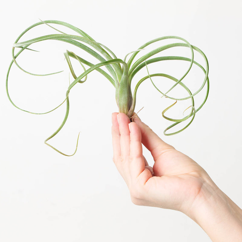 Tillandsia Curly Slim Plants GrowTropicals