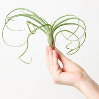 Tillandsia Curly Slim