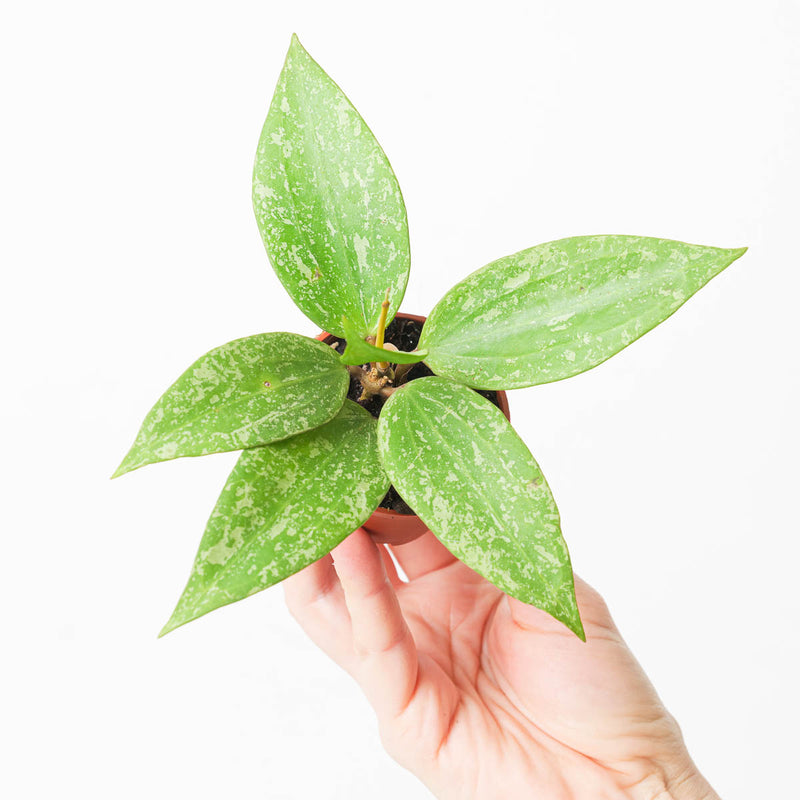 Hoya Rangsan — 6cm