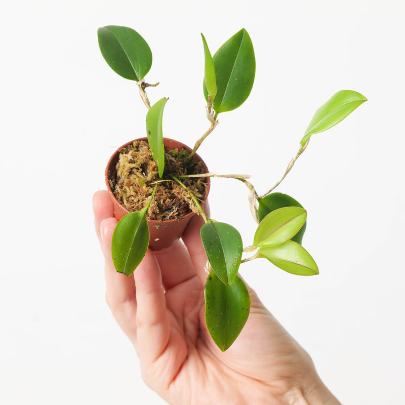 Restrepia tsubatae Plants GrowTropicals
