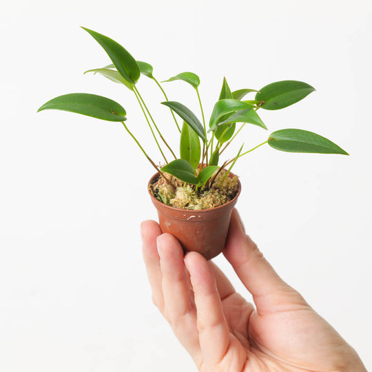 Pleurothallis sp Plants GrowTropicals