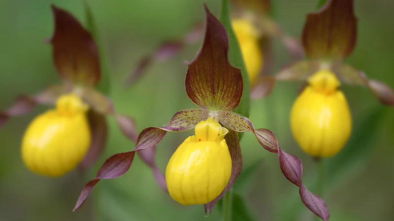Orchid Conservation Chelsea display 2024 at RHS Chelsea Flower Show