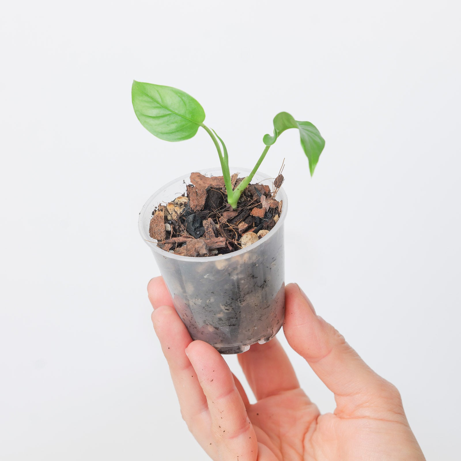 monstera deliciosa seedling Monstera oreophila | Plants