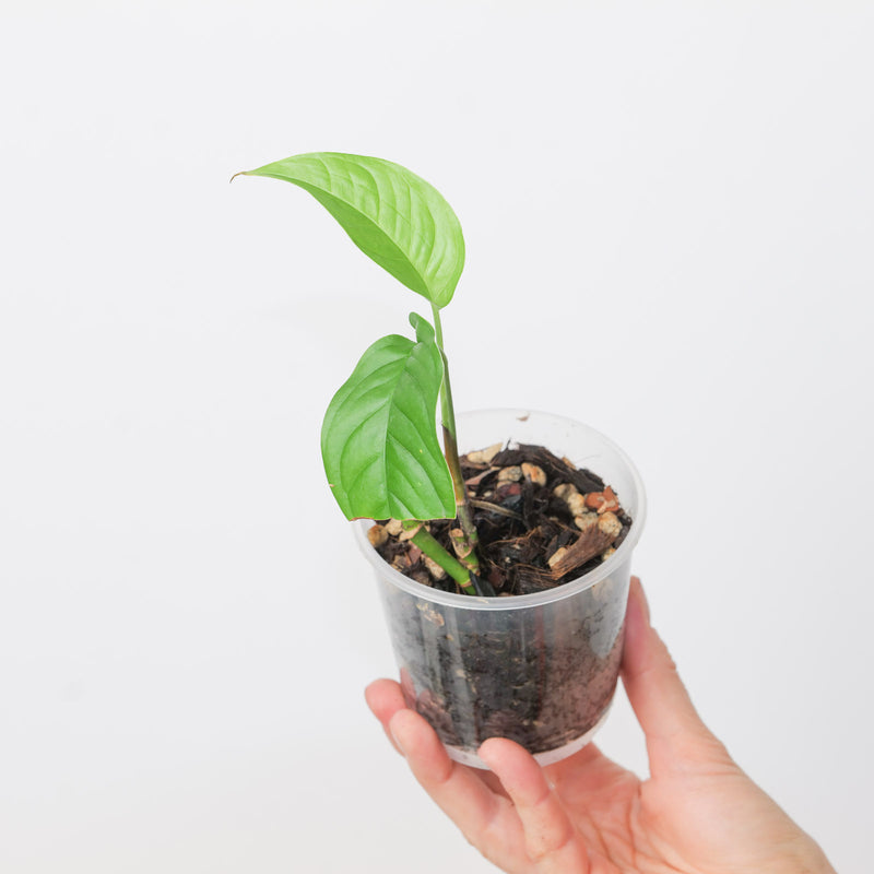 Monstera oreophila — 9cm