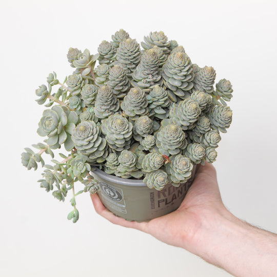 Orostachys iwarenge 'Chinese Hat'