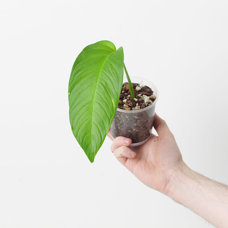Monstera oreophila Plants GrowTropicals