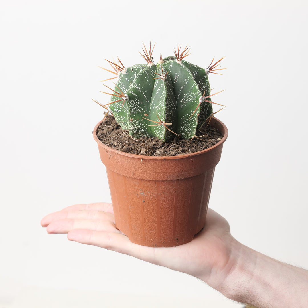 Astrophytum ornatum - GROW TROPICALS