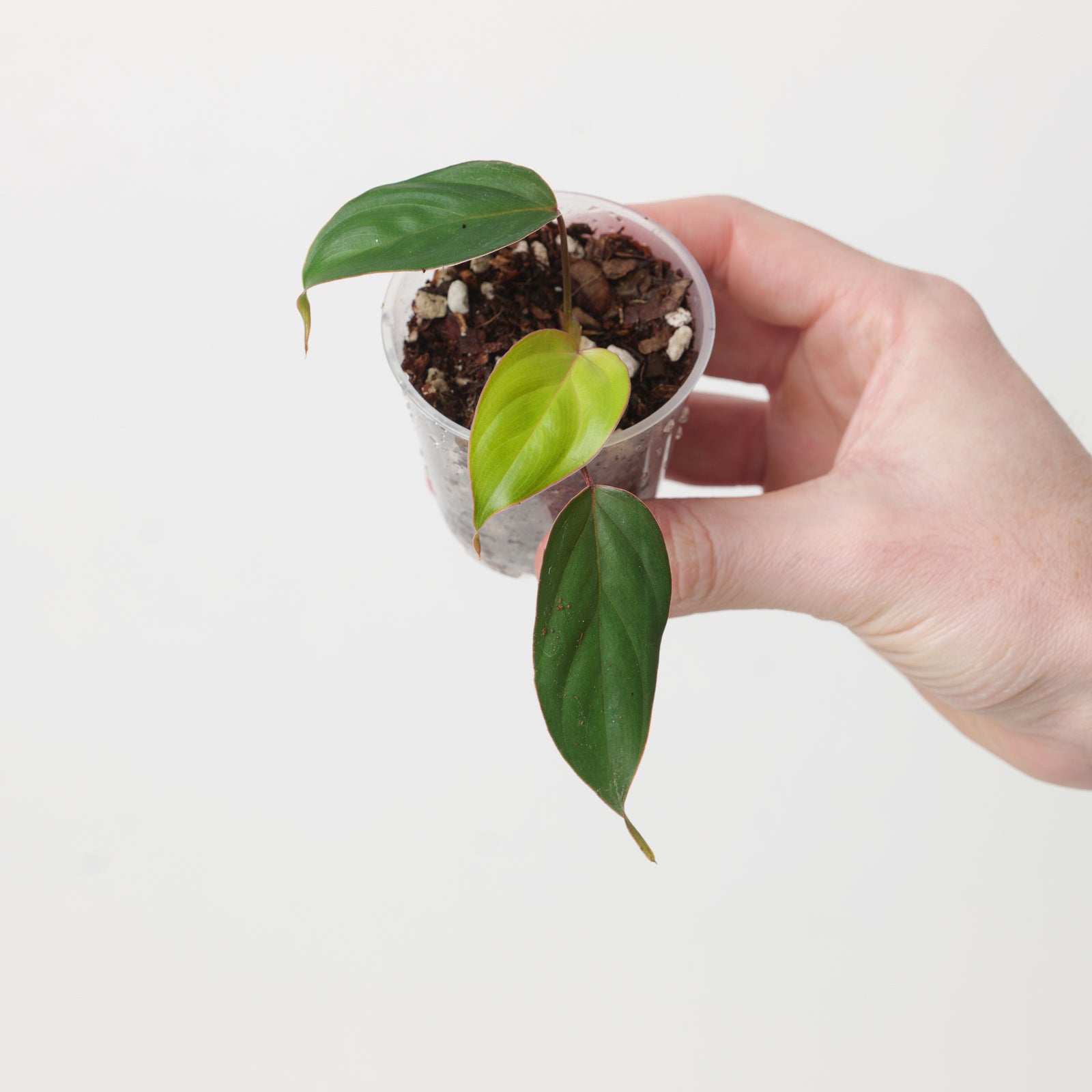 philodendron ornatum Philodendron ornatum | Plants