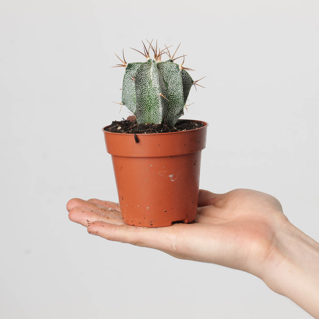 Astrophytum ornatum - GROW TROPICALS