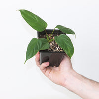 Philodendron ornatum