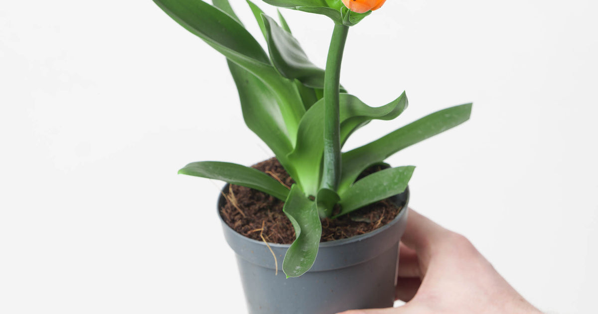 orange star indoor plant Ornithogalum dubium Orange | Plants