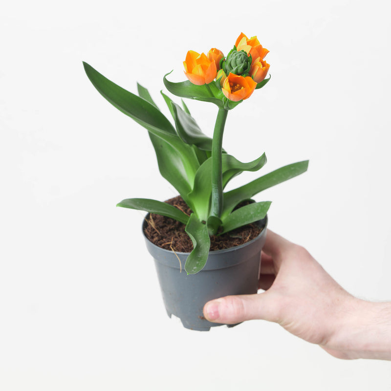 Ornithogalum dubium Orange Plants GrowTropicals