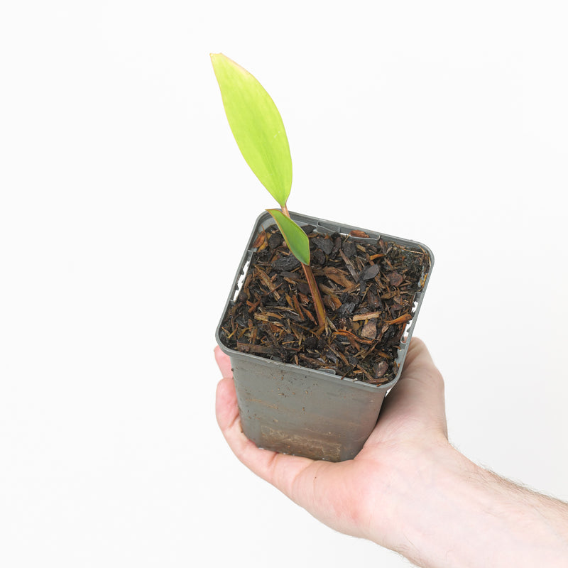Orontium aquaticum — 9cm / 0.5L