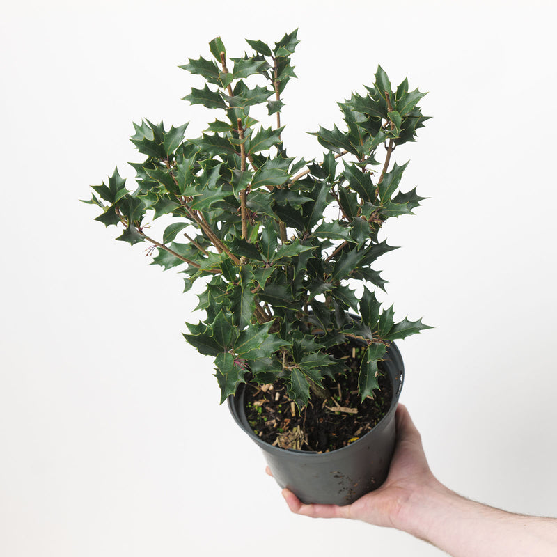 Osmanthus heterophyllus 'Purpureus'