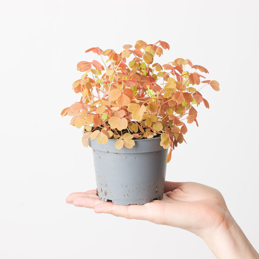 Oxalis Vulcan Gold Plants GrowTropicals