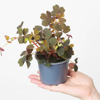 Oxalis Vulcan Red