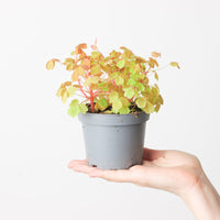 Oxalis Sunset Yellow