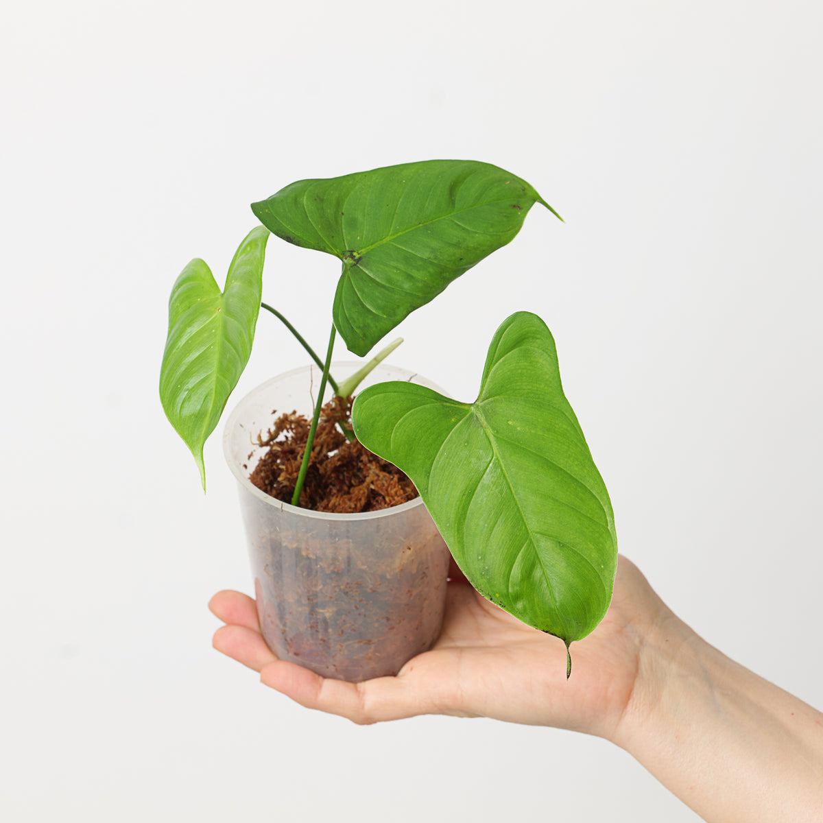 philodendron oxapapense aff Philodendron oxapapense