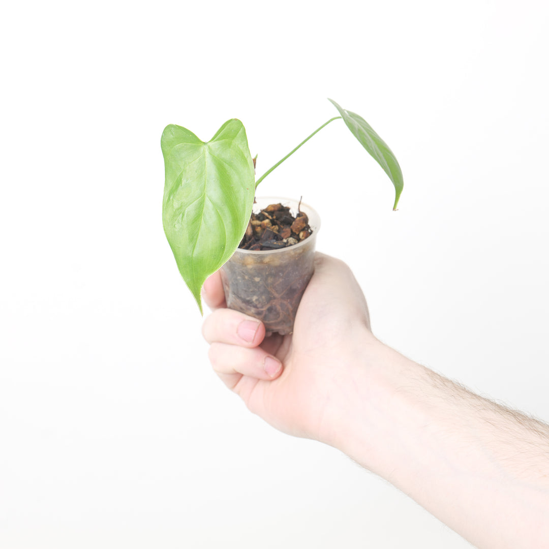 Philodendron oxapapense 6cm Plants GrowTropicals