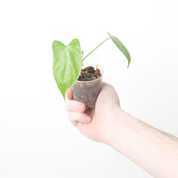 Philodendron oxapapense