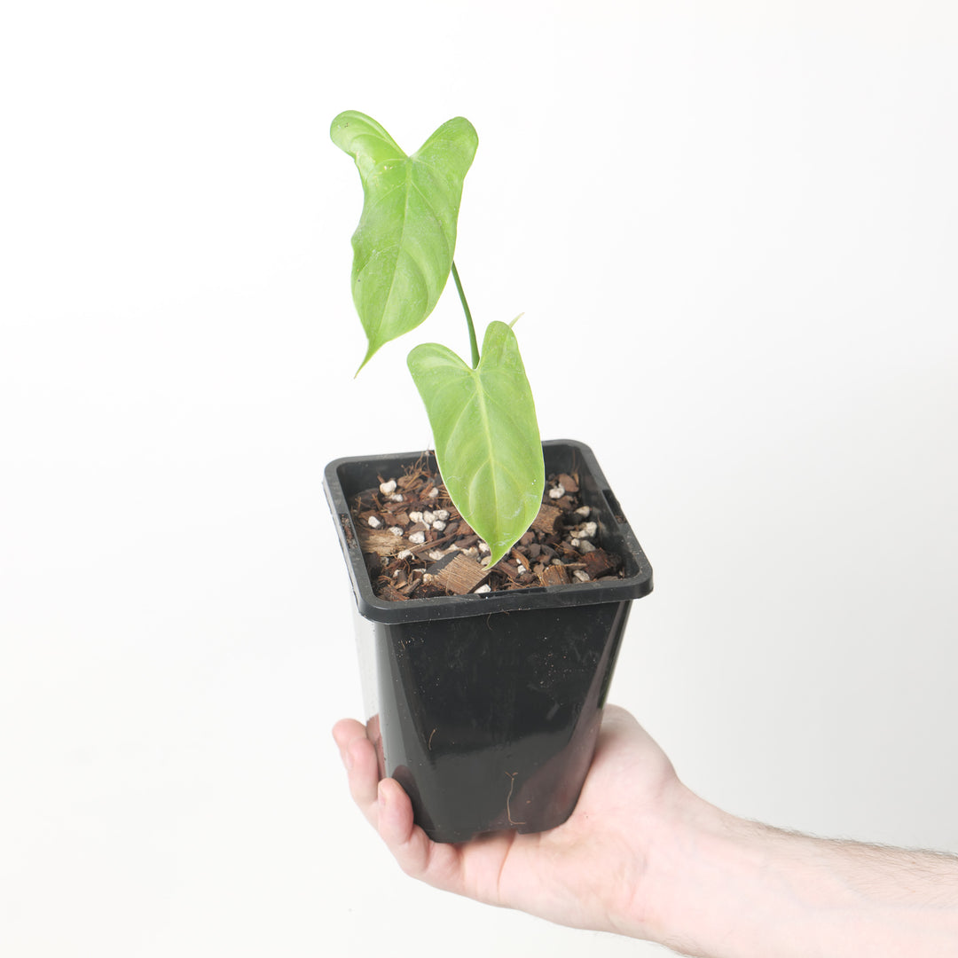 Philodendron oxapapense 12cm Plants GrowTropicals