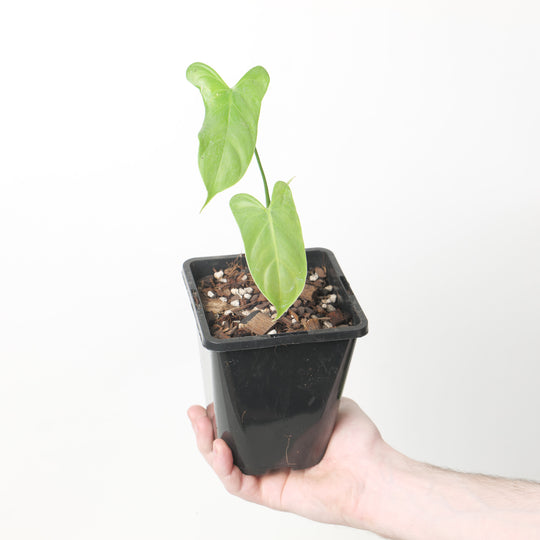 Philodendron oxapapense 12cm Plants GrowTropicals