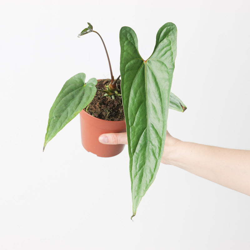 Anthurium cf. oxybelium Plants GrowTropicals
