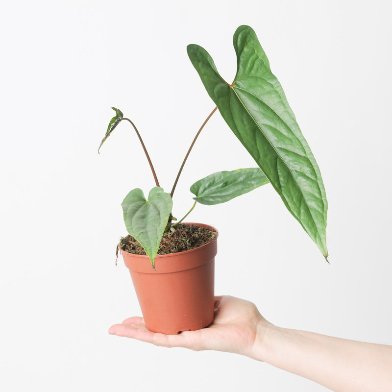 Anthurium cf. oxybelium — 12cm