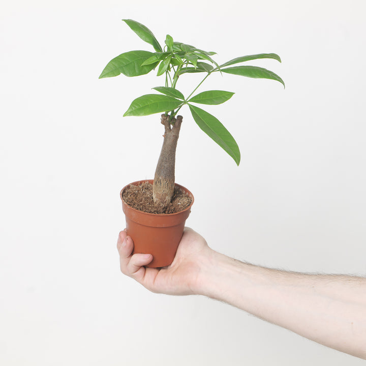 Pachira Aquatica | Money Tree 9cm Plants GrowTropicals