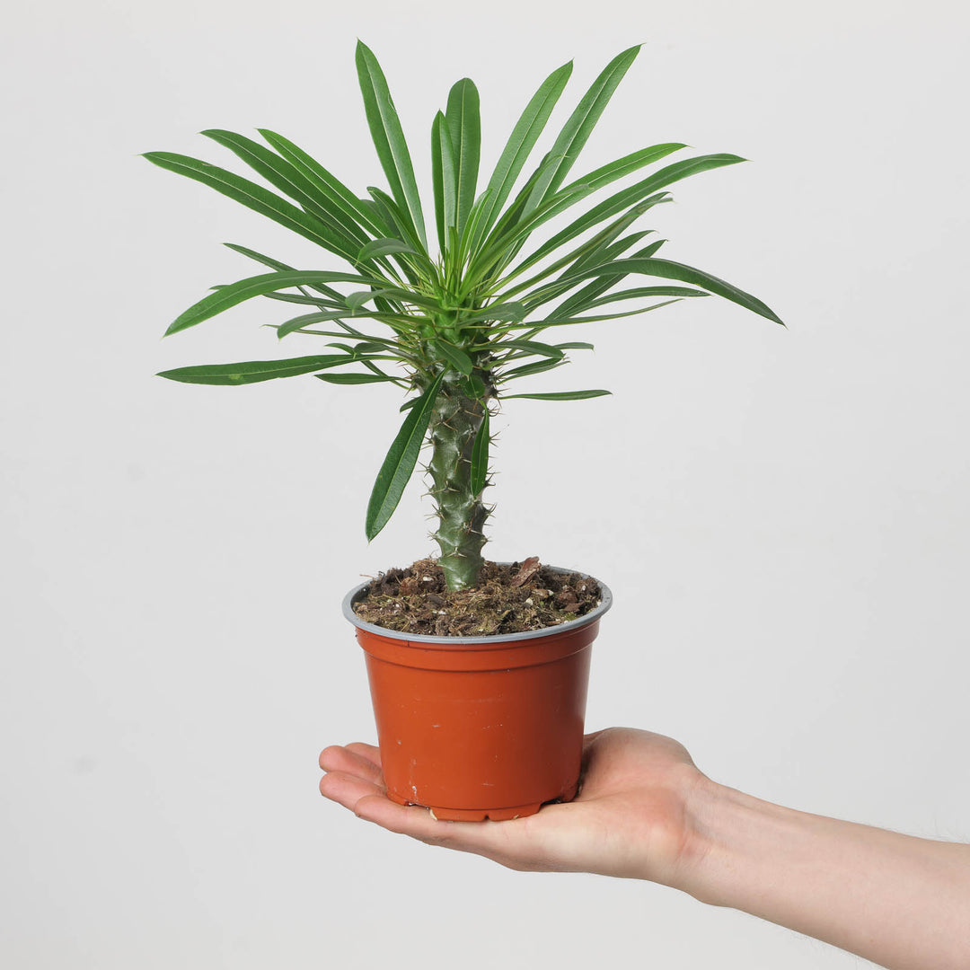 Pachypodium lamerei | Madagascar Palm - GROW TROPICALS