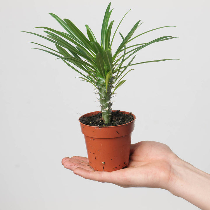 Pachypodium lamerei | Madagascar Palm - GROW TROPICALS