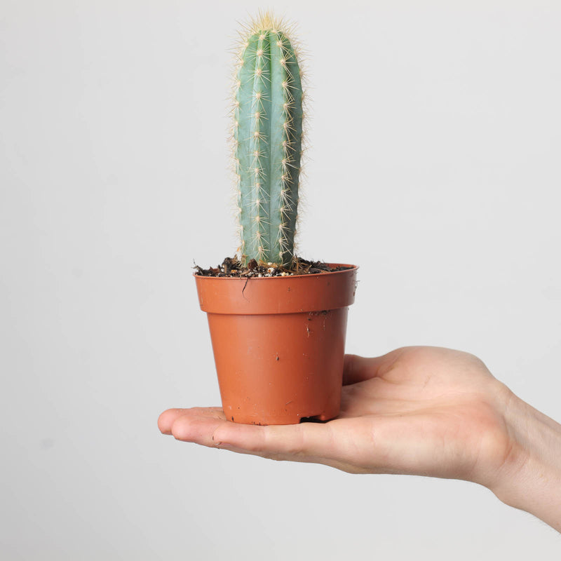 Pilosocereus pachycladus — 8.5cm