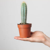 Pilosocereus pachycladus