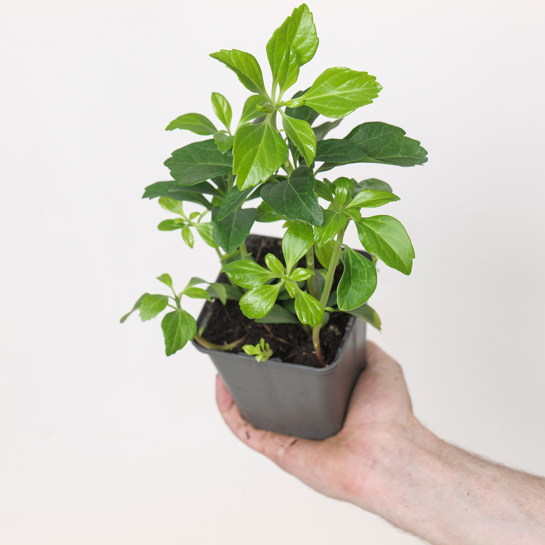 Pachysandra terminalis Plants - Outdoor GROW TROPICALS