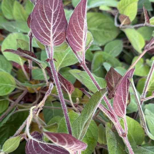 Paederia lanuginosa Plants - Outdoor GROW TROPICALS