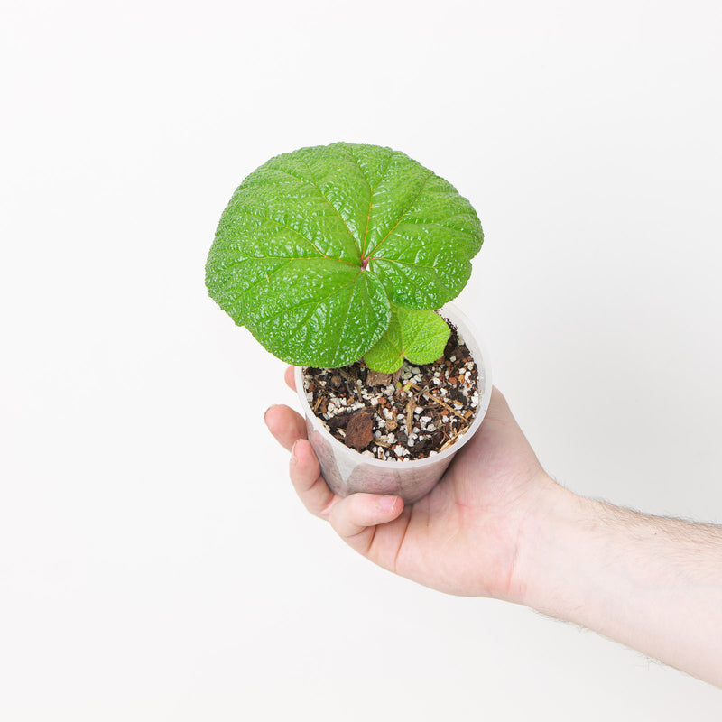 Begonia paleata 9cm Plants GrowTropicals