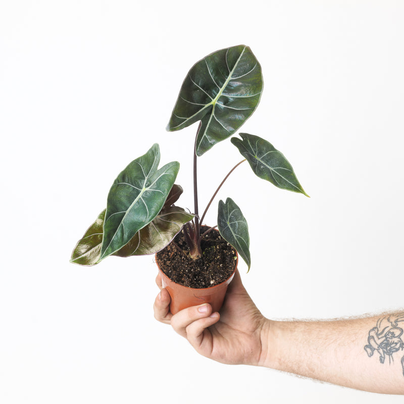 Alocasia 'Dragon Tooth' Plants GrowTropicals