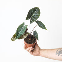 Alocasia 'Dragon Tooth'
