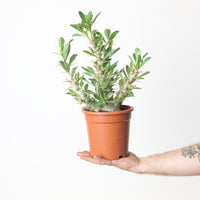 Pachypodium saundersii