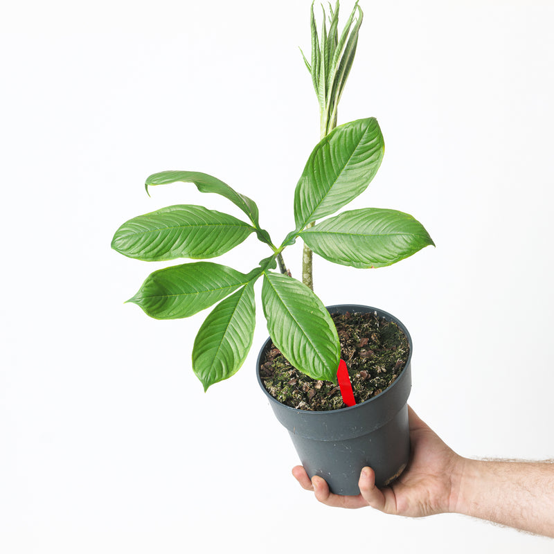 Amorphophallus paeoniifolius 15cm 1 Plants GrowTropicals
