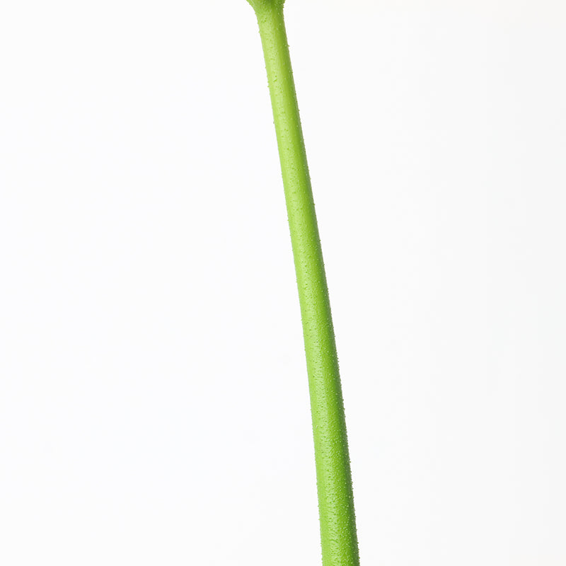 Amorphophallus paeoniifolius Plants GrowTropicals