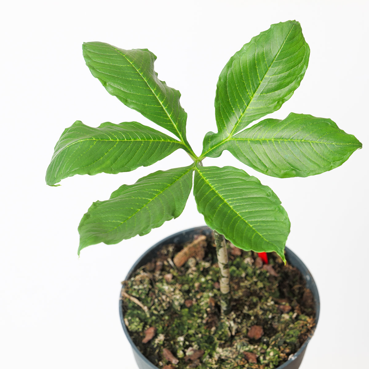 Amorphophallus paeoniifolius | Grow Tropicals