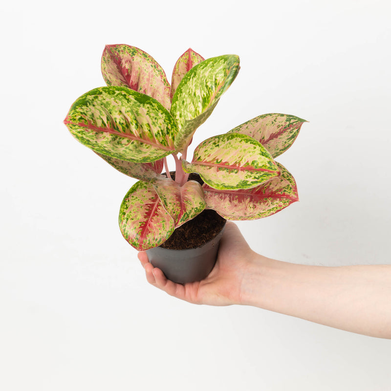 Aglaonema Painted Celebration Plants GrowTropicals