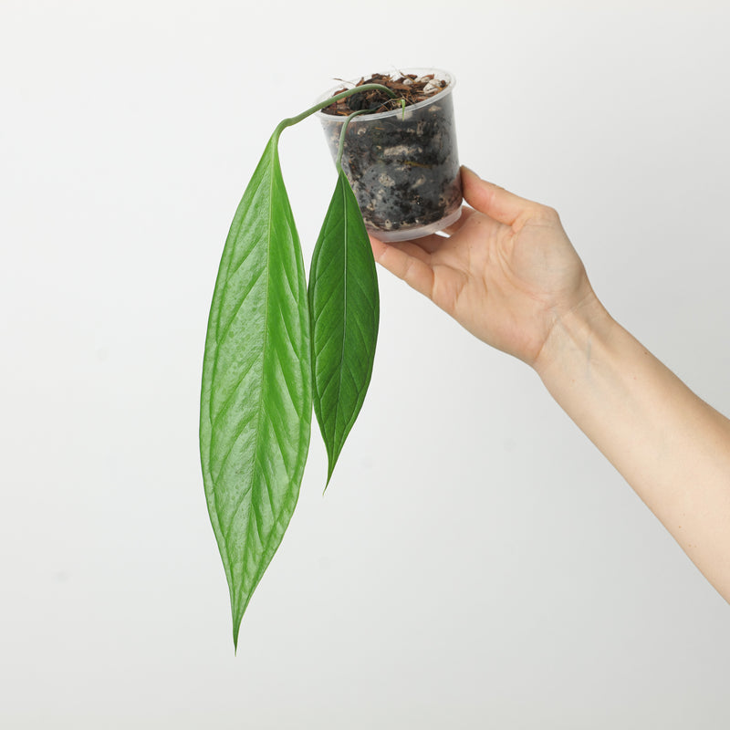 Anthurium pallidiflorum 'Guayas' Plants GrowTropicals
