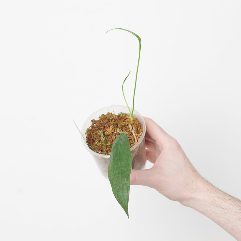 Anthurium pallidiflorum 'Guayas' — 9cm