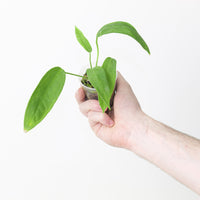 Anthurium pallidiflorum x panamense