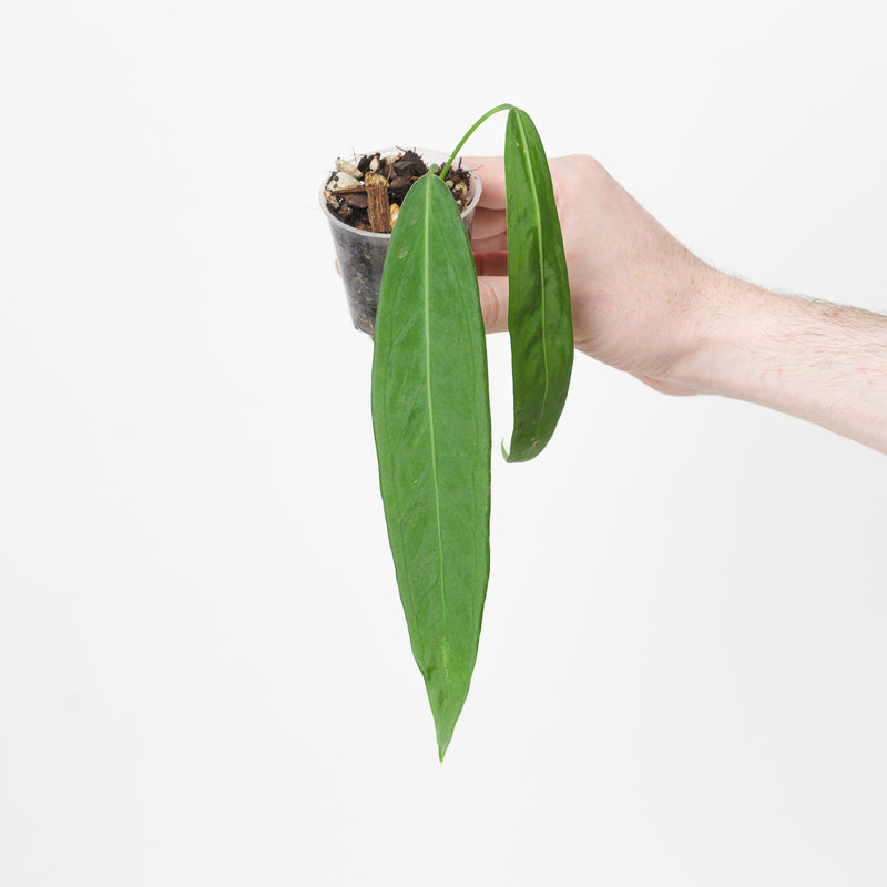 Anthurium pallidiflorum Plants GrowTropicals