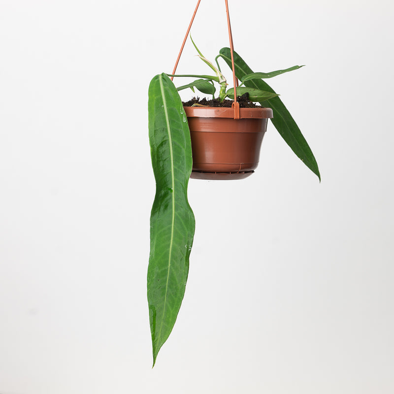 Anthurium pallidiflorum Plants GrowTropicals