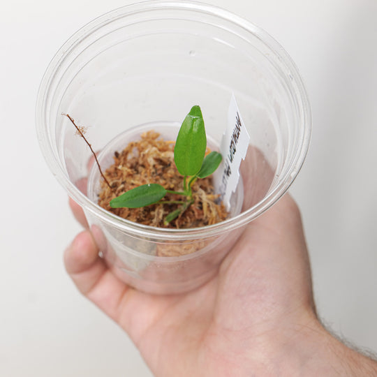 Anthurium Pallidiflorum (Plantlet) Plants GrowTropicals